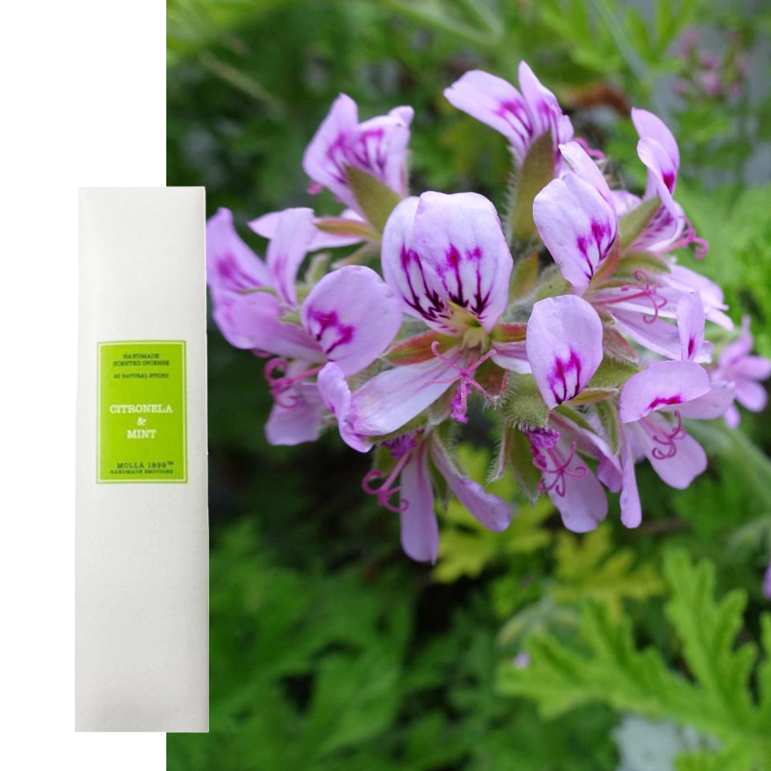 Räucherstäbchen Cereria Molla Citronella Minze