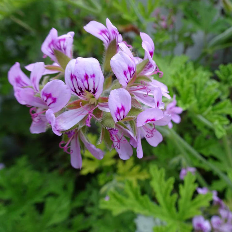 Citronella Minze Duftprodukte