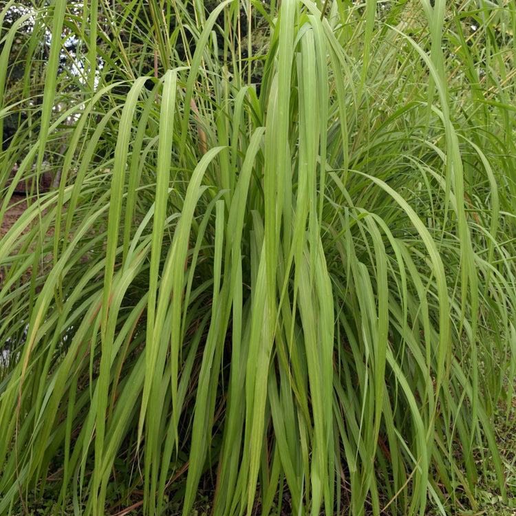 Citronella Duft Cereria Molla