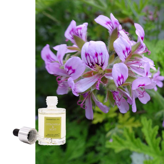 Ätherisches Öl Cereria Molla Citronella & Minze natürlich