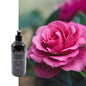 Cereria Molla Body Lotion Bulgarische Rose & Oud 